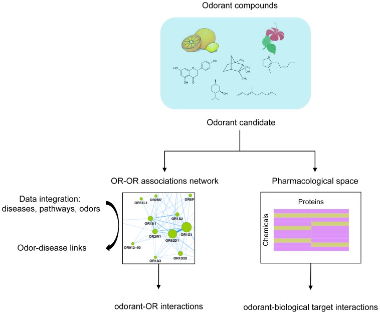 Workflow of the study.Strategy to improve knowledge of olfactory perception and biological roles of odorant molecules. First an OR-OR association network identifies novel odorant-OR interactions for odorant candidates. Second, pathways linked to proteins are integrated in the OR-OR network allowing deciphering odor-disease connections. The last step involves scoring and ranking of odorant candidates for biological targets within the pharmacological space.