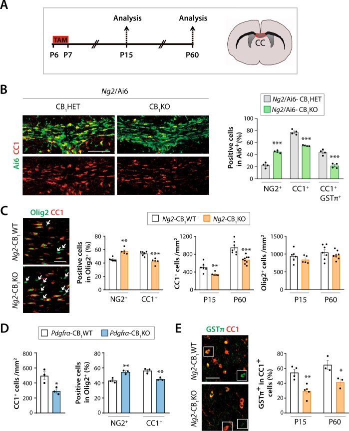 CB1 receptor gene inactivation in OPCs disrupts postnatal oligodendrogenesis.A Timeline of tamoxifen administrations and time points of analysis. Tamoxifen-driven recombination was induced at postnatal day 6 (P6-P7) in B Ng2/Ai6-CB1KO, C, E Ng2-CB1KO, D Pdgfrα-CB1KO and control mice, and oligodendrogenesis was analyzed in the corpus callosum at P15 and P60. Immunofluorescence analysis and quantification of B the percentage of NG2+ OPCs, CC1+ OLs and GSTπ+CC1+ mature OLs among the recombinant Rosa-Ai6+ population at P15, (C, left panel, D) the percentage of NG2+ OPCs, CC1+ OLs among Olig2+ cells at P15, (C, D) Olig2+ and CC1+ OL cell densities at P15 C, D and P60 C, and E the percentage of mature GSTπ+ OLs among CC1+ OLs at P15 and P60. Arrows in B indicate Olig2+CC1neg cells. Data are shown as mean + /− SEM. n = 4 for B, n = 5–9 for C, n = 3 for D, n = 3–5 for E independent data points used per experimental group. *p ≤ 0.05, **p ≤ 0.01, ***p ≤ 0.001 vs Ng2/Ai6-CB1HET, Ng2-CB1WT or Pdgfrα-CB1WT mice, by two-tailed unpaired Student’s t-test for B, D, E, and by two-tailed unpaired Student’s t-test or Mann Whitney test for C. Scale bars, 80 µm for B, and 30 µm for C and E’.