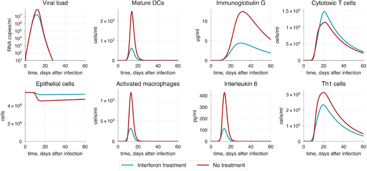 The baseline model solution with interferon administration. Interferon is administered at a concentration of 2000 pg/ml daily for five days post-symptom onset.