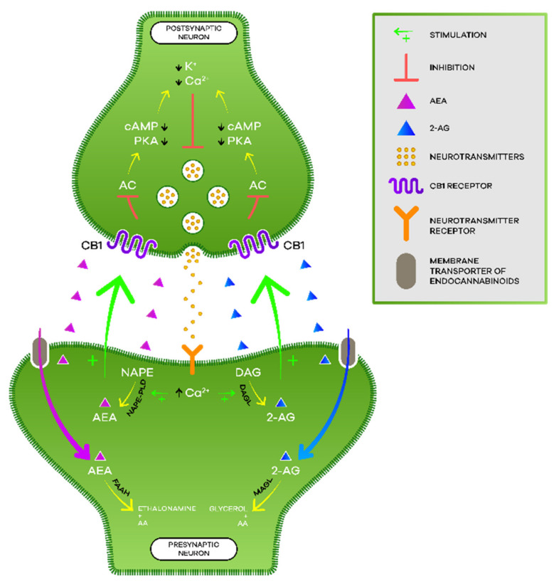 Endocannabinoid signaling.
