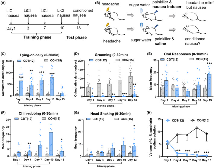 The Pavlovian conditioning elicited nocebo nausea in migraine rats. (A) Schedule of conditioning training in CDT rats. (B) Cartoon illustrating a CDT rat acquiring headache relief and nausea inducer simultaneously on the training phase, and only acquiring headache relief on the test phase. (C, D) Mean duration of Lying‐on‐belly and mean duration of grooming on the training and test phase in the CON and CDT rat (bars indicate mean, with SEM; (C) two‐way ANOVA, F (1, 25) = 105.4, p < 0.001, and (D) F (1, 25) = 26.01, p < 0.001). (E–G) Mean frequency of oral responses, chin‐rubbing, and head shaking on the training and test phase in the CON and CDT rat (bars indicate mean, with SEM; (E) two‐way ANOVA, F (1, 25) = 4.104, p = 0.046, (F) F (1, 25) = 23.5, p < 0.001, and (G) F (1, 25) = 10.11, p = 0.004). (H) The saccharin consumption within 30 min on the training and test phase in the CON and CDT rat; Scheirer‐Ray‐Hare test, H (1) = 71.125, p < 0.001. *p < 0.05; **p < 0.01, ***p < 0.001. ANOVA, analysis of variance; CDT, conditioning; CON, control.