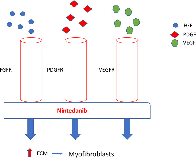 Mechanism of action of nintedanib in lung fibrosis in SSc. Nintedanib work by binding to the ATP binding pocket FGF, PDGF and VEGF receptors resulting in blockade of the autophosphorylation of these receptors and subsequent downstream signalling pathways. This approach blocks pro-fibrotic and proliferative pathways downstream of the receptors stimulation which includes Src and Ras (not shown). This multiplicity of the targets may underpin is therapeutic efficacy. FGF fibroblast growth factor, PDGF platelet-derived growth factor, VEGF vascular endothelial growth factor