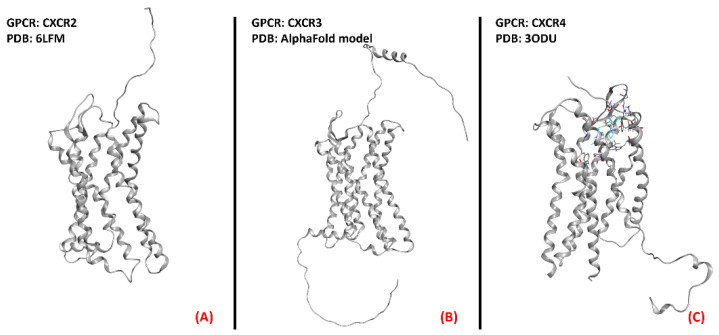 Representation of the three-dimensional structures of the chemokine receptors that could be considered for ALS treatment. CXCR2 (A) receptor (sourced from the Protein Data Bank, PDB code: 6LFM [104], method: cryo-EM, resolution: 2.50 Å), CXCR3 (B) (with no experimentally resolved structure available, the model from the AlphaFold [105] database is presented), and CXCR4 (C) receptor (sourced from the Protein Data Bank, PDB code: 3ODU [106], method: X-ray diffraction, resolution: 2.50 Å).The images were created and rendered with MOE.