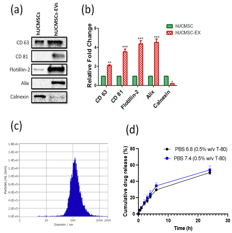 Isolation and characterization of CBD-loaded EVs (hUCMSCs): (a). Western blots, and (b). densitometric analysis of exosomal markers CD 63, CD 81, Flotillin-2, and stem cell marker; calnexin in human umbilical cord derived stem cells (hUCMSCs) lysates and extracellular vesicles protein lysates derived from hUCMSC (hUCMSCs-EVs). (c). Histogram represents the mean particle size distribution of CBD-EVs and (d). representative line plot showing % cumulative release of CBD from extracellular vesicles in PBS at pH 7.4 and 6.8, respectively, at different time points. (Statistical significance: *; p < 0.05, **; p < 0.01 and ***; p < 0.001).