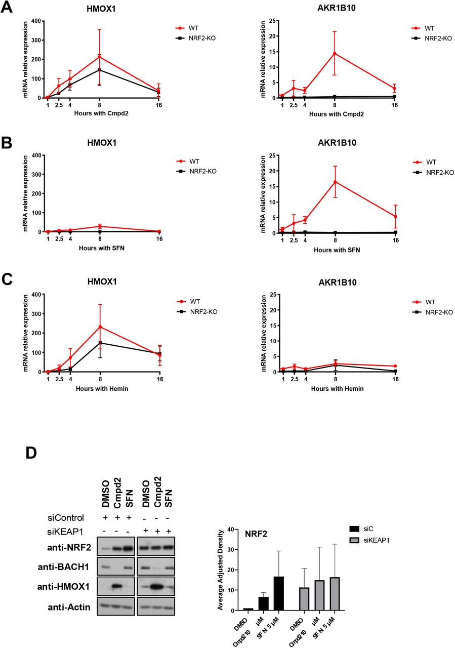 Compound 2 inhibits BACH1 in a NRF2 and KEAP1 independent manner, and stabilises NRF2 in a KEAP1-dependent manner.A) HaCaT WT and NRF2-KO cells were treated with compound 2 (10 μM) and were harvested after 1, 2:30, 4, 8 or 16 hours. Samples were lysed and HMOX1 (left panel) or AKR1B10 (right panel) mRNA levels were quantified by real-time PCR using HPRT1 as an internal control. HMOX1 and AKR1B10 levels in DMSO samples were set in both cell lines as 1 with the purpose of comparing the induction after compound 2 treatment in WT and NRF2-KO cells. Data represent means ± SD (n = 3). *P ≤ 0.05, **P≤ 0.01 B) HaCaT WT and NRF2-KO cells were treated with SFN (5 μM) for 1, 2:30, 4, 8 or 16 hours. mRNA HMOX1 and AKR1B10 levels were analysed as described in A (n=3). C) HaCaT WT and NRF2-KO cells were treated with SFN (5 μM) for 1, 2:30, 4, 8 or 16 hours. mRNA HMOX1 and AKR1B10 levels were analysed as described in A (n=3). D) HaCaT cells were transfected with either siControl or siKEAP1. 36 hours later cells were treated with either DMSO, compound 2 (10 μM) or SFN (5 μM) for 3 hours. Cells were lysed and samples were analysed by Western Blot. Left panel is a representative western blot and right panel shows the quantification of NRF2 protein levels against the loading control. Data represent means ± SD (n = 2) and are expressed relative to the siControl DMSO sample; the corresponding quantifications of BACH1 and HMOX1 protein levels are shown in Suppl. Fig. S3A