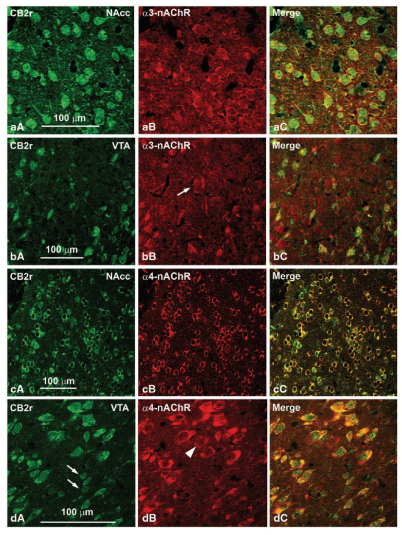 Confocal photomicrographs showing immunolabeling for CB2 receptors (CB2r) and α3 and α4 subunits of the cholinergic nicotinic receptor (α3-nAChR and α4-nAChR) in the ventral tegmental area (VTA) and the nucleus accumbens (NAcc) of wild-type (WT) mice. Double labeling (yellow cells in panels aC, bC, cC and dC) indicates that α3- and α4-nAChRs colocalize with CB2r immunoreactive cells. Image adapted from Navarrete et al. Neuropsychopharmacology (2013) 38(12), 2515–2524.