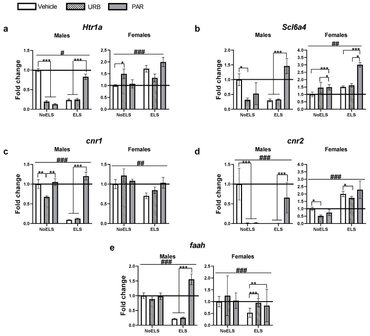 The effects of ELS and chronic late-adolescence treatment with URB or PAR on mRNA expression of serotonergic and endocannabinoid genes in the mPFC in adult males and females. (a) In ELS males, URB or vehicle downregulated the expression of htr1a compared to ELS-PAR; in NoELS males, URB and PAR downregulated its expression compared to NoELS-Vehicle. In females, URB upregulated htr1a expression compared to NoELS-Vehicle (n = 5–8). (b) In ELS males, vehicle and URB downregulated the expression of slc6a4 compared to ELS-PAR; in NoELS males, URB downregulated its expression compared to NoELS-Vehicle. In ELS and NoELS females, PAR upregulated the expression of slc6a4 compared to ELS- and NoELS-Vehicle or URB (n = 5–6). (c) In ELS males, URB or vehicle downregulated the expression of cnr1 compared to ELS-PAR; in NoELS males, URB downregulated its expression compared to NoELS-Vehicle or NoELS-PAR. In females, ELS downregulated cnr1 expression compared to the NoELS groups (n = 5–10). (d) In ELS males, URB or vehicle downregulated cnr2 expression compared to ELS-PAR; in NoELS males, URB or PAR downregulated its expression compared to NoELS-Vehicle. In females, ELS upregulated the expression of cnr2 and URB decreased cnr2 expression compared to ELS- and NoELS-Vehicle or PAR (n = 5–8). (e) In ELS males, URB or vehicle downregulated faah expression compared to ELS-PAR. In females, URB or PAR upregulated the expression of faah compared to ELS-Vehicle (n = 5–7). ELS: early life stress; PAR: paroxetine; URB: URB597. *, p < 0.05; **, p < 0.01; ***, p < 0.001 indicate statistically significant effects followed by posthoc comparisons; #, p < 0.05; ##, p < 0.01; ###, p < 0.001 indicate statistical significance in main effects.