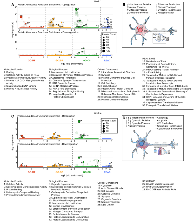 Summary of functional enrichment analysis reveals a two-phase molecular response in the VTA(A and C) Functional enrichment analysis (g:Profiler) summarizing differentially expressed proteins (DEPs) at week 1 (WK1) (A) and week 4 (WK4) (C), categorized by upregulated (top) and downregulated (bottom) proteins. Bubble plots display enriched GO (GO:MF, GO:BP, and GO:CC) and Reactome (REAC) terms, with driver terms highlighted to indicate the most significant or functionally relevant pathways and localizations. The y axis represents statistical significance (−log10 [p value]), the x axis represents fold enrichment, and bubble size corresponds to protein count. For a comprehensive list of all enriched terms (phosphorylation, RNA binding, Akt signaling, and signal transduction) as well as pathways (autophagy, glutamate transport, transporter trafficking, and mTOR signaling), see Figure S2.(B and D) Schematics of the major functional changes at WK1 (B) and WK4 (D). Red indicates enrichment related to increased protein abundance, while blue indicates enrichment related to decreased protein abundance across cellular spatial localizations. Neuron illustration adapted from SwissBioPics.44