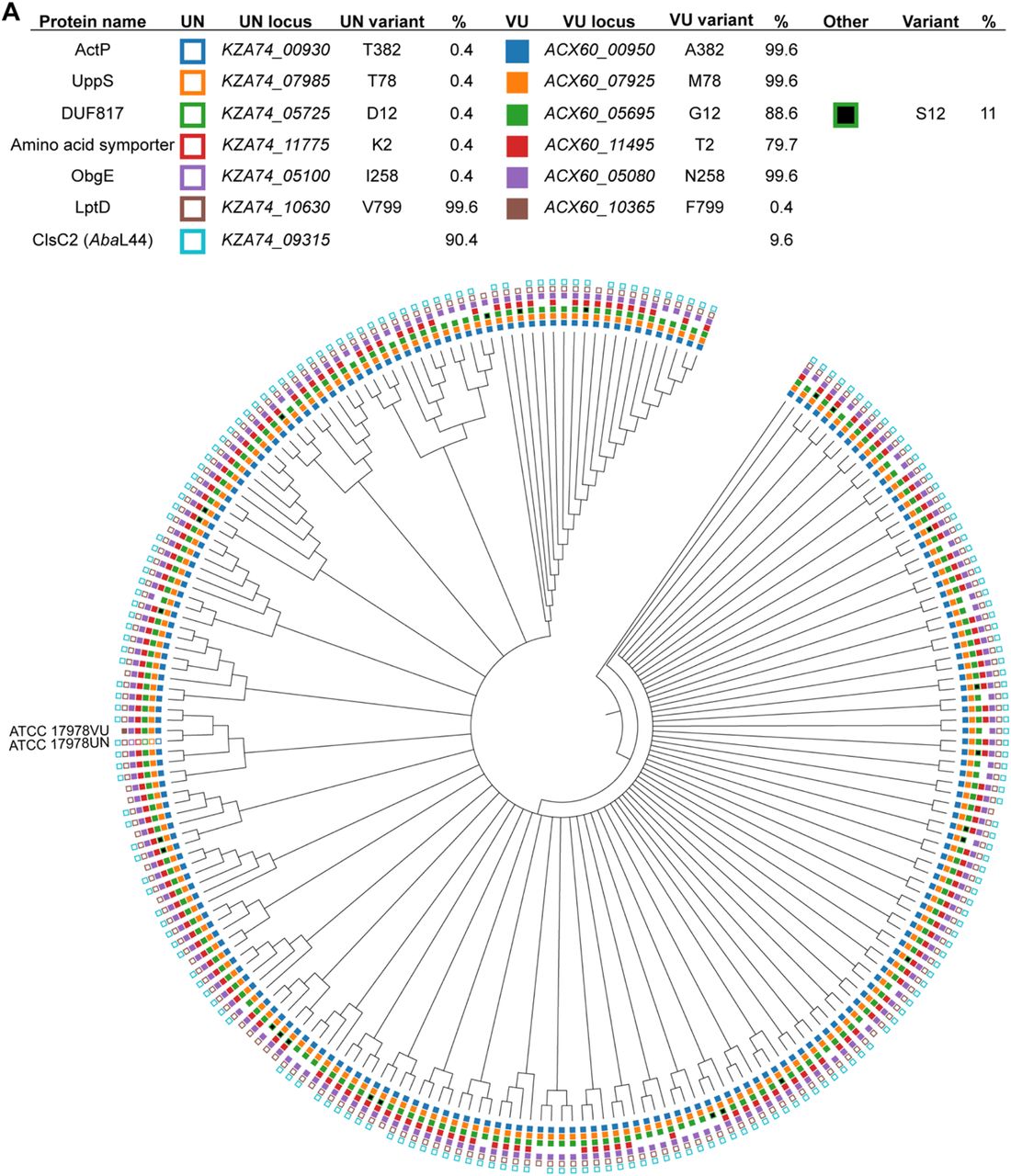 Phylogenetic tree of Acinetobacter baumannii strains depicting prevalence of variants encoded by 17978VU and 17978UN.Filled, non-black boxes indicate the presence of a protein variant identical to A. baumannii 17978VU, while unfilled boxes denote the presence of the A. baumannii 17978UN variant. The absence of a box indicates that an ortholog was not found in the genome. Black boxes indicate the presence of a variant different from both the VU and UN strains. The presence of ClsC2, indicated by an unfilled box of the 17978UN strain, is representative of the presence of the 44-kb accessory locus AbaAL44.
