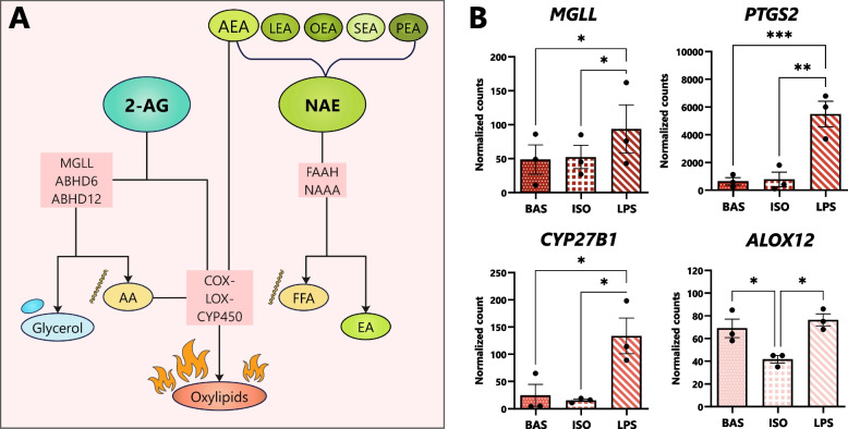mRNA expression of eCB-degrading enzymes is modulated by lipolysis pathways in dairy cows’ adipocytes. Bovine adipocytes were exposed to isoproterenol (ISO; 1 µmol/L), lipopolysaccharide (LPS; 1 µg/mL), or untreated (BAS) for 7 h. A Overview of eCB and NAE degradation pathways depicting hydrolytic and oxidative enzymes involved. B Bar graphs depicting DESeq2-normalized gene counts in cows’ adipocytes following 7 h of exposure to BAS, ISO, and LPS. Asterisks denote differences between groups (P < 0.05*, < 0.01**, < 0.001***) as determined by Student’s T and Fisher’s LSD of counts; dots represent individual datapoints and error bars, SEM. n = 3