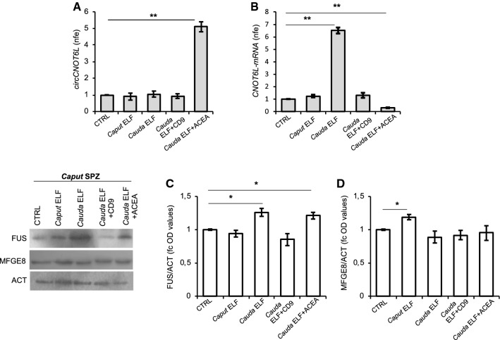In vitro experiment of vesicle shuttle: from epididymis to SPZ. qRT-PCR detection of circCNOT6L (A) and CNOT6L-mRNA (B) expression levels in caput SPZ from WT mice in vitro co-incubated with: PBS (CTRL group), Caput ELF, Cauda ELF, Cauda ELF pre-treated with anti-CD9 Ab (Cauda ELF + CD9), Cauda ELF in presence of ACEA 1 μM (Cauda ELF + ACEA); (n = 3 different samples for each experimental group from 8 different animals in triplicate). Data are reported as mean value nfe ± SEM, using Actin as endogenous control. **P < 0.01. Immunoblots and quantification of FUS (C) and MFG-E8 (D) proteins in caput SPZ from WT mice in vitro co-incubated with: PBS (CTRL group), Caput ELF, Cauda ELF, Cauda ELF pre-treated with anti-CD9 Ab (Cauda ELF + CD9), Cauda ELF in presence of ACEA 1 μM (Cauda ELF + ACEA); (n = 3 different samples for each experimental group from eight different animals in triplicate). FUS and MFG-E8 amount was quantified by densitometry analysis, normalized against Actin (ACT) signals and expressed as fc of OD values. Data are reported as mean value of fc of OD values ± SEM. *P < 0.05