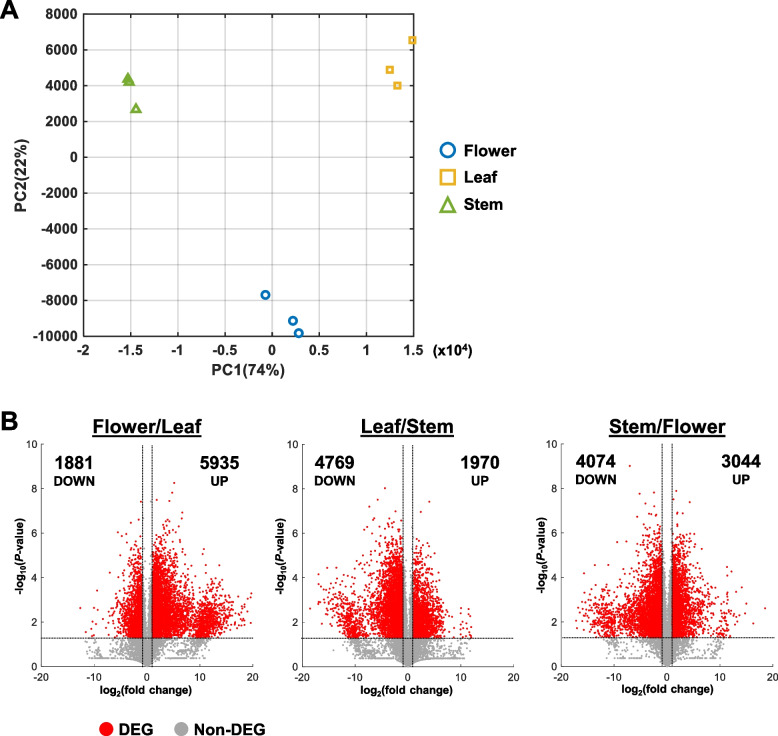 Comparison of transcriptomes between different tissue types. A Principal component analysis (PCA) plot of sample triplicates. PC1, principal component 1. PC2, Principal component 2. B Volcano plots for all sample comparisons. FPKM values were compared between two samples. Each volcano plot shows the distribution of fold change and Student’s t-test for all transcripts. Differentially expressed genes (DEGs) were identified with fold change > 2 or fold change < 0.5 and P-value < 0.05. Number of up- and down-regulated DEGs are indicated in each plot