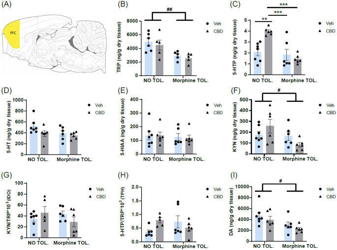 Effects of cannabidiol (CBD) treatment in sciatic nerve injured (SNI) rats tolerant (morphine TOL.) and non-tolerant (NO TOL.) to morphine on the metabolites of the tryptophan to serotonin and kynurenine pathways and dopamine in the prefrontal cortex (PFC): panels show (a) Sagittal section of PFC rat brain (Coordinates: Interaural 11.76 mm, Bregma 2.76 mm), from Paxinos and Watson [31], PFC levels of (b) Tryptophan (TRP), (c) 5-hydroxytryptophan (5-HTP), (d) 5-hydroxytryptamine (5-HT), (e) 5-hydroxyindole acetic acid (5-HIAA), (f) Kynurenine (KYN), (g) 5-HTP/TRP*1000 ratio as a proxy of the activity of the enzyme tryptophan 5-hydroxylase (TPH), (h) KYN/TRP*1000 ratio as a proxy of the activity of the enzyme indoleamine 2,3-dioxygenase (IDO), and (i) Dopamine (DA). Data are presented as mean ± SEM (N = 5–7 rats per group) with individual values indicated by dots (vehicle, veh) or triangles (CBD). **p < 0.01 and ***p < 0.001, two-way ANOVA followed by Bonferroni post hoc test. # p < 0.05 and ## p < 0.01 main effect of morphine tolerance following two-way ANOVA
