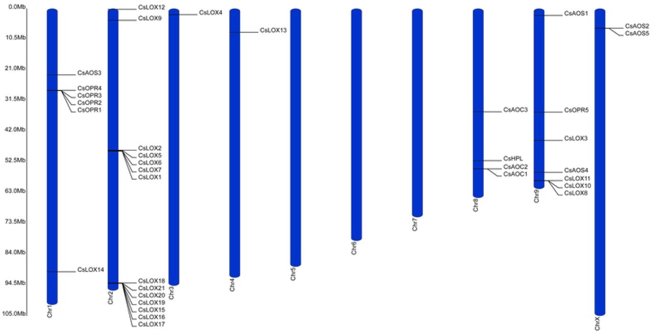 Distribution of the LOX, AOS, HPL, AOC, and OPR gene families across the C. sativa genome. Ruler depicts chromosome length.