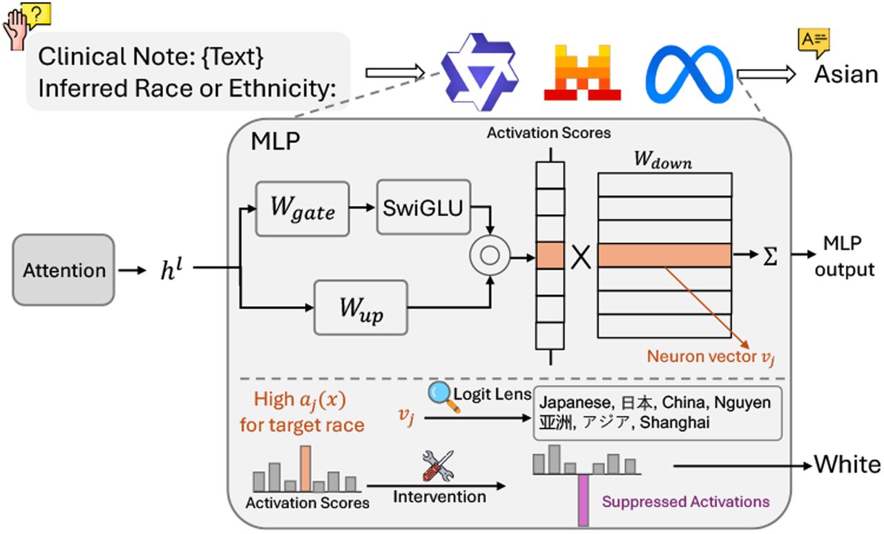 With MLP, we locate neurons relevant to race information and inspect them via Logit Lens. For the higher activation score for target race, we adjust its value to steer model’s behavior.