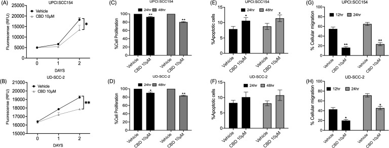 CBD treatment promotes anti-cancer activity in HPV-POSITIVE HNSCC cells. Measurement of cell proliferation by AquaBluer Assay after treatment with 10 μM of CBD in HPV-positive HNSCC cells (A) UPCI: SCC154 and (B) UD-SCC-2 for 24 and 48 hours. Graphical representations of percentage of cell proliferation by BrdU assay on (C) UPCI: SCC154 and (D) UD-SCC-2 after treatment with CBD 10 μM for a time period of 24 h and 48h. Cell proliferation decreases significantly with CBD treatment compared to Vehicle treated group. Measurement of percentage of apoptosis post CBD treatment for 48 hours in HPV-positive HNSCC cells (E) UPCI: SCC154 and (F) UD-SCC-2. Measurement of percentage of cellular migration post CBD treatment for 48 hours in HPV-positive cells (G) UPCI: SCC154 and (H) UD-SCC-2. Statistical analysis was performed by unpaired Student’s t-test. [*p<0.05 **p<0.01].