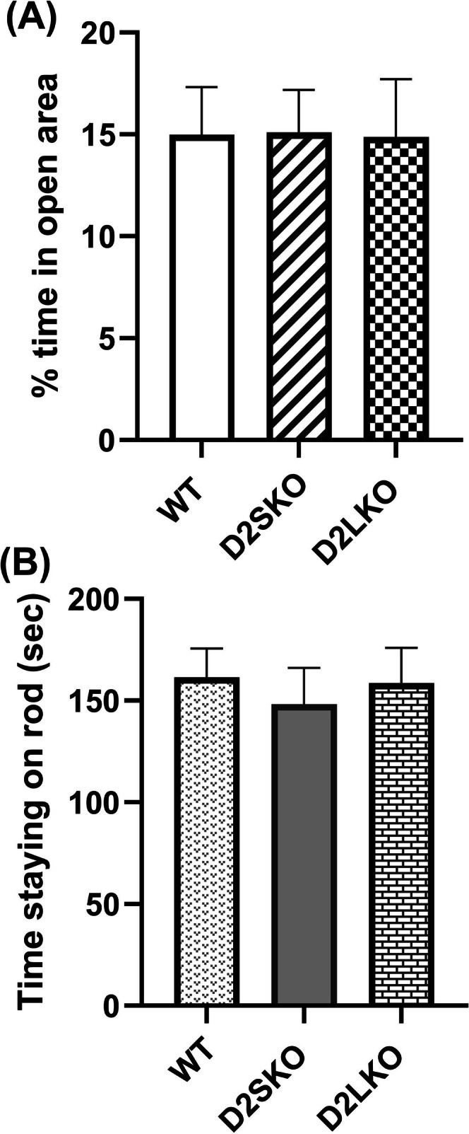 Anxiety status and motor coordination of three genotypes of mice. (A) Zero‐maze test. There was no significant difference in the percentage of time that mice spent in open sectors among the three genotypes of mice [F(2, 24) = 0.012; p = 0.988; one‐way ANOVA with post hoc Tukey's test]. (B) Rotarod test. There was no significant difference in time staying on the accelerating rod (sec) among the three genotypes of mice [F(2, 24) = 0.062; p = 0.939]. WT, n = 10; D2SKO, n = 9; D2LKO, n = 8.