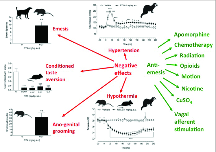 A summary of the biological effects of resiniferatoxin (RTX) given subcutaneously (s.c.) in a range of species indicated by the silhouette. RTX may cause undesirable effects (red) including emesis, genesis of conditioned taste aversion (CTA), hypertension, stimulation of intense ano-genital grooming and hypothermia. However, RTX also has the desirable effect of being a broad-spectrum anti-emetic agent with the range of emetic stimuli affected shown on the right hand side (green). The primary aim of much of the research described in the review is to identify the mechanism of the anti-emetic effect and identify compounds capable of anti-emesis and devoid of the undesirable effects.Symbols:Suncus murinus: Dog: Ferret: Rat: Further details and references to published data are given in the text: CTA is from rat using a 2 bottle choice design with saccharin (Rudd et al. unpublished); Emesis and ano-genital grooming data is from Suncus murinus plotted (Rudd et al., unpublished; blood pressure and core temperature data is from conscious ferrets implanted with a radio-telemetery transmitter derived from data shown in Chu et al., 2010. Neuropharmacology 58, 383–91.
