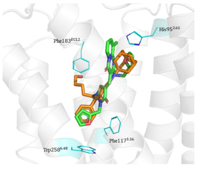 The binding mode of Compound 8 in the orthosteric site of CB2 receptor. Protein, AM10257, and Compound 8 are shown as a gray cartoon, orange stick, and green stick, respectively. The side chains of His952.65, Phe1173.36, Phe183ECL2, and Trp2586.48 are represented as lines in blue color.
