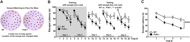 Faster learning in delayed-match-to-place (DMP) dry maze test in PirB−/− mice. a Photograph of modified Dry Barnes Maze Arena used for DMP task. Each mouse had four trials to find the escape box on each day, over a period of 5 days. Median tracks (red trace) from WT and PirB−/− at Day 4 /Trial 4 are superimposed on maze image; white patch indicates location of escape box. In this trial, WT never finds the box, while PirB−/− is successful. b Plot of escape latencies for 2 days of cued (Day 1, Day 2), followed by 3 days of non-cued (Days 3−5), trials. WT and PirB−/− mice performed the task equally well when a visual cue marked escape box during first two testing days (gray area on left); p = 0.204 for WT vs. PirB−/−, 2-way RM Anova. Escape latencies for non-cued trials over the next 3 day period shows steeper learning curves for PirB−/− than WT; performance is almost 3 × better for PirB−/− vs. WT on second day of non-cued trials; p < 0.001 across 3 days of non-cued testing; 2-way RM Anova. c Trials averaged across Day 3, 4, and 5 (non-cued testing) also show significantly better performance by PirB−/− vs. WT; ***p < 0.001; 2-way RM Anova. b, c WT (open symbols): n = 8 mice; PirB−/− (black symbols): n = 13 mice (See also Fig. S1)