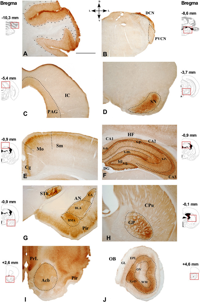 Immunostaining of CB1R in the GASH/Sal brain. Photomicrographs of GASH/Sal coronal sections referencing their rostrocaudal position as a function of Bregma and indicating its dorsoventral orientation. (A) Cerebellar lobe. (B) Dorsal and posteroventral cochlear nucleus. (C) Periaqueductal gray matter (delimited by dots) and the inferior colliculus. (D) Substantia nigra. (E) Somatosensory and motor cortices. (F) Hippocampal formation. (G) Piriform cortex, amygdaloid nuclei, and subthalamic nucleus. (H) Caudate putamen and globus pallidus. (I) Accumbens nucleus. (J) Olfactory bulb. Scale bar = 1 mm. Acb, Accumbens nucleus; AN, Amygdaloid nuclei; CA1–3, Cornu Ammonis area 1–3; BLA, Basolateral amygdala nucleus; BMA, Basomedial amygdala nucleus;Cg, Cingulate cortex; CPu, Caudate putamen; DG, Dentate gyrus; DCN, Dorsal cochlear nucleus; EPL, External plexiform layer olfactory bulb; GL, Glomerular layer olfactory bulb; GrO, Granule cell layer olfactory bulb. GP, Globus pallidus; hil., Hilus; HF, Hippocampal formation; IC, Inferior colliculus; LA, Lateral amygdala nucleus; Mo, Motor cortex; OB, Olfactory bulb; OV, Olfactory ventricle; PAG, Periaqueductal gray matter; Pir, Piriform cortex; PrL, Prelimbic cortex; PVCN, Ventral cochlear nucleus, posterior part; s.g., Stratum granulosum; s.m., Stratum moleculare; Sm, Somatosensorial cortex; SN, Substantia nigra; s.o., Stratum orients; s.p., Stratum pyramidale; s.r., Stratum radiatum; STh, Subthalamic nucleus; WM, White matter.