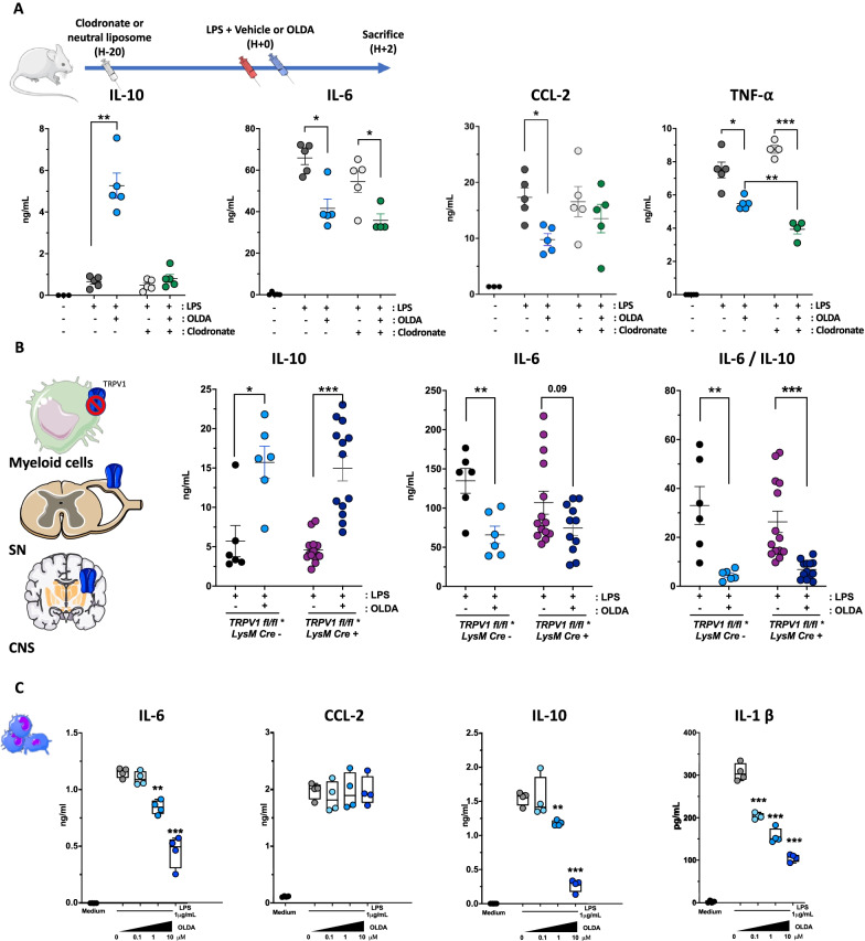 OLDA-induced upregulation of IL-10 in endotoxemic mice depends on circulating monocytes/macrophages. A OLDA-induced IL-10 production is dependent on circulating monocytes/macrophages in endotoxemic mice: Clodronate-mediated depletion of phagocytic myeloid cells reversed OLDA-induced IL-10 upregulation, and abrogated, but did not fully reverse, the downregulation of pro-inflammatory cytokines (IL-6, CCL-2, TNF-α) in mice treated with LPS (1 mg/kg, i.v.; 10- to 12-week male, n = 5/group for all treatment conditions; n = 3 mice for untreated controls). B Myeloid specific TRPV1 deficiency (LysM Cre+/−/TRPV1lox/lox) did not abrogate the anti-inflammatory effects of OLDA in mice treated with LPS (1 mg/kg, i.v.; 10- to 12-week male and female, n = 6–12/group). C Ex vivo, OLDA directly reduced secretion of pro-inflammatory mediators (IL-6, IL-1β) and IL-10 by LPS-stimulated bone marrow-derived macrophages (cells differentiated from 10-week wild-type male, n = 4). *P < 0.05, **P < 0.01, ***P < 0.001, LPS + vehicle compared with LPS + OLDA, two-tailed Mann–Whitney U test