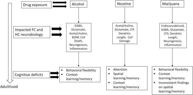 Neurobiological consequences in the FC and HC and long-term cognitive impairments following adolescent exposure to alcohol, nicotine, or marijuana (CB1 agonist).