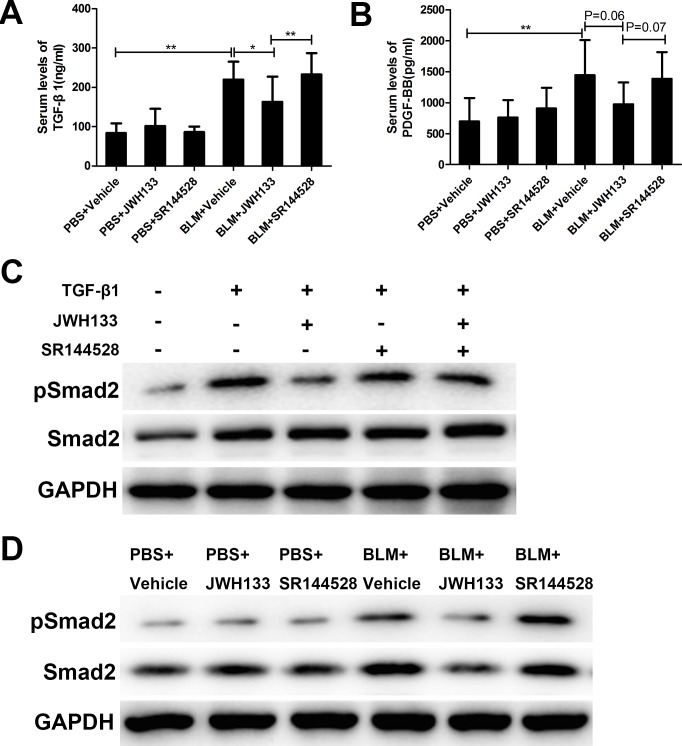 CB2R agonist JWH133 reduced the serum levels of profibrotic cytokines TGF-β1 in pulmonary fibrosis mice and decreased expression of Smad2 phosphorylation in vitro and in vivo(A) Serum levels of TGF-β1and (B) PDGF-BB were measured using ELISA method. Graphs show mean ± SD of at least six mice for each group. (C) MLF were preincubated (30 min, 37°C) with or without JWH133 (10μM) or/and SR144528 (1.0μM), then stimulated (1 h, 37°C) with TGF-β1 (5ng/ml). The results are representative of three independent experiments, as determined by western blot analysis. (D) The expressions of pSmad2 and Smad2 were evaluated by western blotting in lung tissue. *P < 0.05, **P < 0.01, ***P < 0.001.