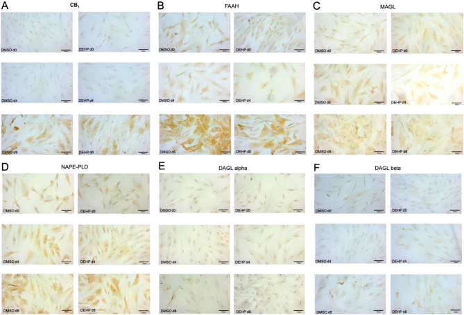 The localization of the ECS in the SGBS cell model with and without DEHP treatment. Immunohistochemical staining of CB1 (A), FAAH (B), MAGL (C), NAPE-PLD (D), DAGLalpha (E) and DAGLbeta (F) in SGBS cells at day 0, 4 and 8 after treatment with DMSO or DEHP (scale bar = 100 µm).