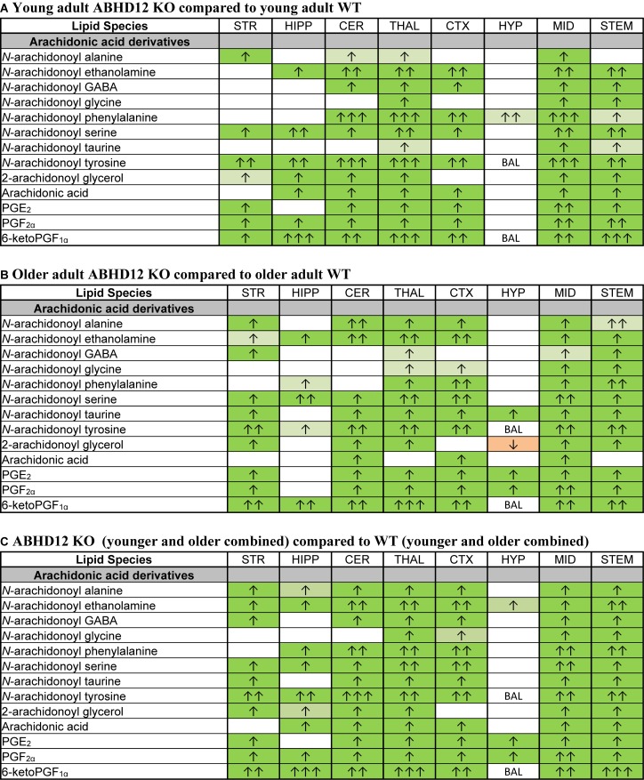 Genotype effects on arachidonic acid-derived CNS lipids. Heatmaps show effects of ABHD12 deletion on levels of arachidonic acid and targeted arachidonic acid-derived lipids in the striatum (STR), hippocampus (HIPP), cerebellum (CER), thalamus (THAL), cortex (CTX), hypothalamus (HYP), midbrain (MID), and brainstem (STEM). Cells with shaded arrows indicate a change for that lipid in the indicated ABHD12 knockout (KO) brain area relative to the same wild-type (WT) control area. The arrow color indicates the direction of a significant result in the KO brain area relative to WT. Green colors represent increases, whereas orange colors represent decreases. Darker colors represent changes of p < 0.05 and lighter colors represent changes of p < 0.10. The number of arrows indicates the magnitude of the difference. One arrow indicates a magnitude difference of less than 1.5 fold, 2 arrows indicate a 1.5–1.99 fold change, and 3 arrows indicate a 2–2.99 fold change. A blank cell indicates that there was no change in the lipid’s level. BAL, below analytical limit; meaning that the indicated analyte was not detected in all samples from that region. See Methods and Supplementary Figure 2 for more detailed description of analysis. (A) Effects of genotype in younger adult animals. (B) Effects of genotype in older adult animals. (C) ABHD12 KO (young and older adult animals combined) compared to WT (young and older adult animals combined).