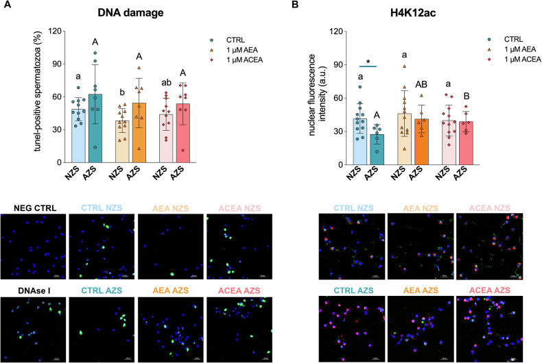 AEA reduces human sperm DNA damage independently of CB1, while CB1 activation regulates H4 acetylation.A The percentage of TUNEL-positive cells was similar between normozoospermic (NZS) and asthenozoospermic (AZS) samples. In the NZS group, treatment with 1 µM AEA significantly reduced the percentage of sperm cells with DNA damage compared to the CTRL group (p < 0.05, indicated by different lowercase letters). Bars represent mean ± standard deviation (n = 11 for NZS, n = 8 for AZS). Representative confocal images show the negative control (NEG CTRL, without terminal deoxynucleotidyl transferase), positive control (650 U/mL DNase I-treated sperm), and all experimental groups. TUNEL-positive sperm cells appear green, and nuclei were counterstained with DAPI (blue). Scale bar = 10 µm. B Quantification of H4K12ac mean fluorescence intensity in the nucleus revealed significantly lower levels in the CTRL AZS group compared to the CTRL NZS group (p < 0.05, indicated by an asterisk). Treatment with 1 µM ACEA significantly increased H4K12ac levels in the AZS group when compared to its own CTRL (p < 0.05, indicated by different uppercase letters), increasing acetylation levels to those observed in the NZS group. Bars represent mean ± standard deviation (n = 12 for NZS, n = 6 for AZS). H4K12ac appears in green, acrosome was stained with Alexa Fluor™ 568-conjugated Lectin PNA (red), and nuclei were counterstained with DAPI (blue). Scale bar = 10 µm.