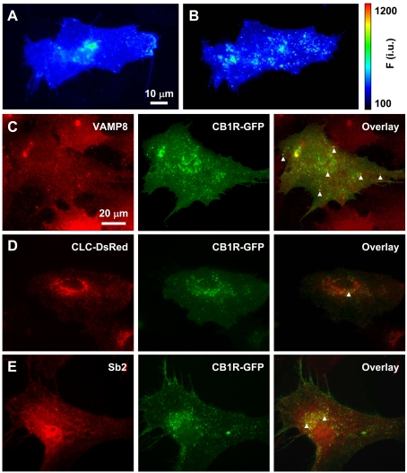 Intracellular CB1R localization in astrocytes(A and B) The presence of SEP–CB1R in low-pH intracellular structures. (A) Astrocyte expressing SEP–CB1R at rest. (B) After incubation with bafilomycin A1 to block V-ATPase, SEP–CB1R fluorescence intensity increases displaying more prominently punctate fluorescence indicating that a population of SEP–CB1R exists within acidic compartments. The pseudocolour scale is a linear representation of the fluorescence intensities ranging from 100 to 1200 intensity units (i.u.). (C–E) Intracellular CB1R–GFP localizes in endosomes. (C) CB1R–GFP (green, middle panel)-expressing astrocytes immunolabelled for endobrevin (VAMP8) (red, left-hand panel), an endosomal marker. Arrowheads mark some instances of co-localization of CB1R–GFP and endogenous VAMP8 (overlay, right-hand panel). (D) Co-expressed CLC–DsRed (red, left-hand panel), labelling early endocytic structures, and CB1R–GFP (green, middle panel) show very little co-localization (overlay, right-hand panel; arrowhead). (E) CB1R–GFP (green, middle panel)-expressing astrocytes immunolabelled for the exocytotic vesicle marker synaptobrevin 2 (Sb2) (red, left-hand panel). Subcellular localization of CB1R–GFP and Sb2 immunoreactivity show some overlap (overlay, right-hand panel; arrowheads) within the perinuclear region of the cell, whereas co-localization was not apparent at the periphery of the cell.