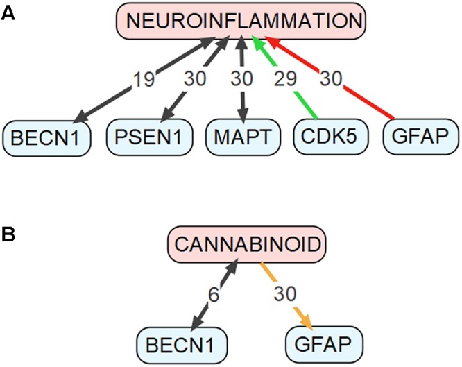 Connections between genes discussed in the “Genes Common to Autophagy and AD” section and (A) neuroinflammation as well as (B) cannabinoids. This figure was drawn based on data obtained using the Chilibot tool. Black arrows mark relationships that are neither obviously stimulatory nor inhibitory. Orange arrow marks both stimulatory and inhibitory relationship. Red arrow marks inhibitory relationship. Green arrow mark stimulatory relationship. The respective numbers mark the weight of the relationship according to the Chilibot tool.