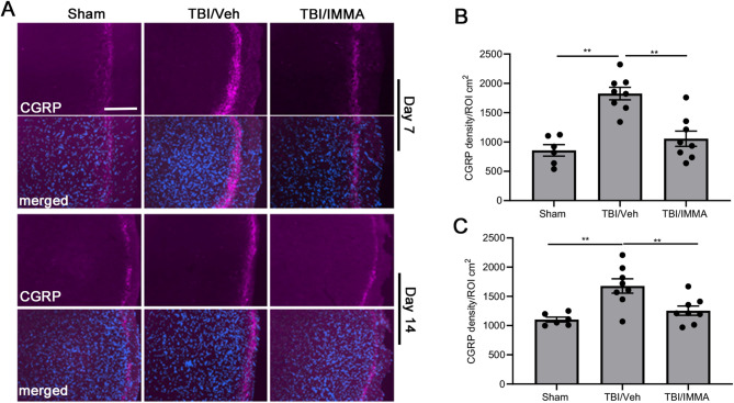 Treatment with IMMA inhibited the expression of CGRP in the TNC of mTBI mice. On days 7 and 14 post-TBI, there was increased CGRP-positive immunostaining in the TNC of the mTBI mice compared to the sham mice. Treatment with IMMA alleviated the CGRP positive immunostaining (A). The lower panels show co-staining with DAPI. The immunofluorescence intensity of CGRP in TNC was quantified with ImageJ software (B, C). The intensity of positive CGRP immunostaining in the TNC of mTBI mice was significantly higher than that in the sham group and greatly reduced by IMMA at 7 day (B) and 14 day (C) post-TBI. **, p < 0.01 were obtained when the IMMA treated group compared to the TBI/vehicle group (mean ± SEM. n = 10/group). Scale bar = 50 μm