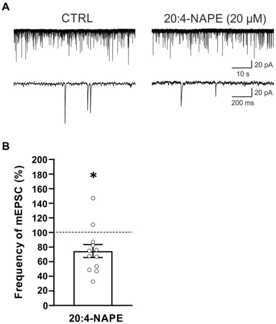 Application of 20:4-NAPE induced inhibition of mEPSC frequency in animals with peripheral inflammation. (A) Native recordings show inhibitory effect of 20:4-NAPE (20 μM) application on the mEPSC frequency in the dorsal horn 24 h after the induction of peripheral inflammation. (B) The average mEPSC frequency decreased during 20:4-NAPE (20 μM) application significantly (n = 12, *p < 0.05, Wilcoxon signed rank test).