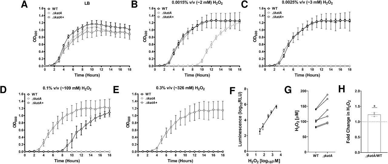 Disruption of katA increases sensitivity to hydrogen peroxide and steady-state ROS levels.(A-E) Growth at 37°C was assessed by measurement of OD600 at hourly intervals for 18 hours for wild-type (WT, black), ΔkatA mutant (light gray), and plasmid generated ΔkatA+ complemented strain (dark gray) in (A) plain LB or in the presence of increasing concentrations of hydrogen peroxide (H2O2) as follows: (B) 0.0015% v/v (∼2 mM), (C) 0.0025% v/v (∼3 mM), (D) 0.1% v/v (∼109 mM), and (E) 0.3% v/v (∼326 mM). Error bars represent mean ± standard deviation (SD) of 3 independent experiments with 6 technical replicates each. (F) Peroxide standard curve for measurement of reactive oxygen species in bacterial cultures. (G) H2O2 concentrations present in cultures of WT (dark gray) and ΔkatA (white) after a 4-hour incubation in LB broth. Individual data points represent 3 independent experiments with technical duplicates, and the WT and ΔkatA values from each experiment are connected with a black line. (H) Average fold change in ΔkatA H2O2 levels compared to WT. * P<0.05 by one-sample t test.