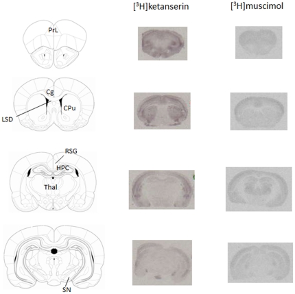 Representative autoradiograms showing [3H]ketanserin (5-HT2A receptors) and [3H]muscimol (GABAA receptors) binding in specific brain regions.Abbreviations: Cg: anterior cingulate cortex; CPu: caudate putamen; HPC: hippocampus; LSD: dorsolateral septum; PrL: prelimbic cortex; RSG: granular retrosplenial cortex; SN: substantia nigra; Thal: thalamus.