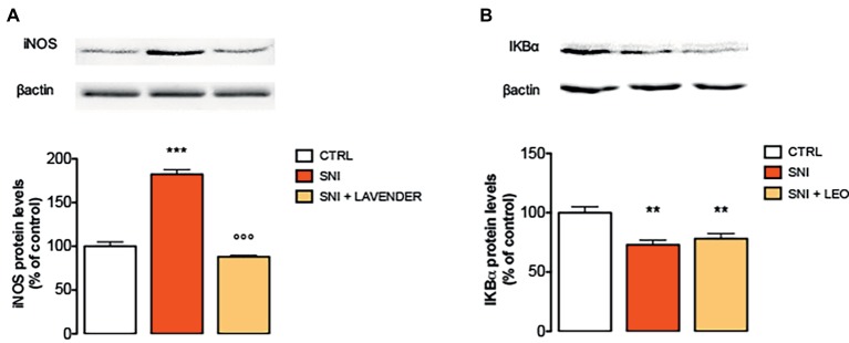 Effect of LEO on iNOS and NF-kB in the spinal cord of SNI mice. LEO (100 mg/kg p.o.) prevented the increased expression of iNOS (A) induced by SNI 7 days after surgery (One-way ANOVA, F(2,17) = 133.30, p < 0.0001). (B) Lack of effect of LEO on Ik-Balpha decreased expression (One-way ANOVA, F(2,17) = 12.27, p < 0.001). Representative blots were reported in each panel. **p < 0.01, ***p < 0.001 vs. sham-operated control group. °°°p < 0.001 vs. SNI.