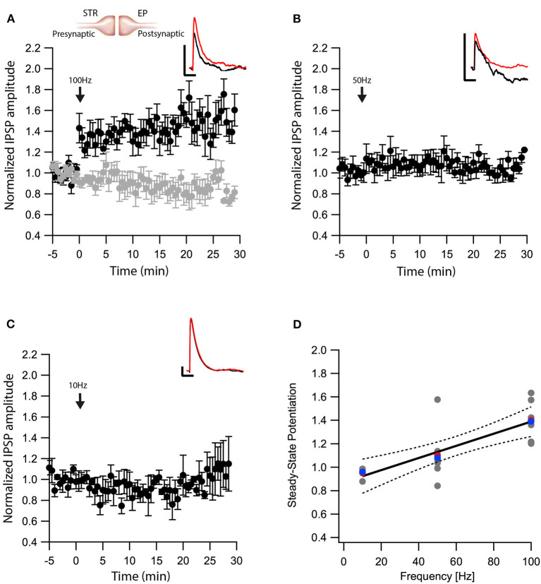 eCBs induce LTP at Str-EP synapses. (A) Post-HFS stimulation of 100 Hz for 10 s induced LTP at Str-EP synapses (n = 7) compared to the baseline response. Bath application of AM251 blocked the potentiation at Str-EP synapses (n = 12) (gray). Normalized IPSP amplitudes (normalization to the mean amplitude of EPSP recorded during the baseline recordings) are plotted against time. Arrow indicates the time of induction of the post-HFS protocol, and error bars represent the SEM. Inset, traces from a representative experiment illustrating the average IPSP from the first 5 min of the baseline (black) and the final 5 min of the experiment (red). Vertical scale bar is 1 mV and the horizontal scale bar is 50 ms. (B) Similar to (A) only with a 50 Hz post-HFS stimulation (n = 4). (C) Similar to (A) only with a 10 Hz post-HFS stimulation (n = 6). (D) Changes in the steady-state levels of IPSP amplitudes vs. the frequency of the post-HFS protocol. The line is a linear regression of all the data. The average is marked by a red symbol and the median by a blue symbol. The 95% confidence bands are shown as dotted lines. The EP neuron‘s membrane potential was set approximately to −60 mV by injecting positive or negative current (~0–20 pA).