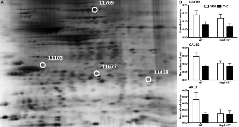 Adolescent hippocampal proteomics comparing adolescent WT mice treated with vehicle and THC. (A) Representative 2DE gel images showing positions of significantly altered protein spots, the horizontal axis split by isoelectric point, vertical axis split by molecular weight; [CALB2 (spot 11103); ARL1 (spot 11677); GSTM2 (spot 11418); HSPA4 (spot 11769)]; and (B) Exemplar normalized volumes of altered proteins i.e., CALB2, ARL1, and GSTM2.