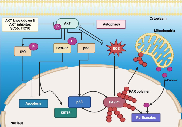Figure 2 illustrates the regulation of apoptosis and parthanatos through AKT signaling, oxidative stress, and PARP1 activation. AKT promotes cell survival by inhibiting FoxO3a, p53, and autophagy while activating p65, which drives apoptosis. AKT knockdown or inhibition (SC66, TIC10) disrupts these pathways, enhancing p53 and FoxO3a activity. ROS accumulation induces PARP1 activation, leading to PAR polymer formation and mitochondrial AIF release, triggering parthanatos. SIRT6 modulates p53, linking apoptotic and parthanatos pathways, highlighting a complex interplay between survival and programmed cell death mechanisms.