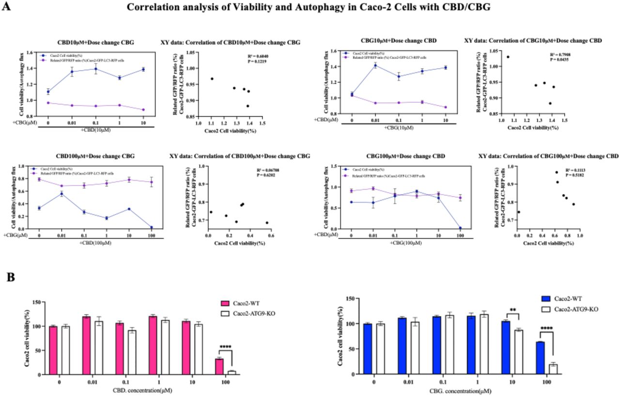 CBD and CBG modulate autophagy in a manner that may promote Caco-2 cell survival.(A) Line plots show the dose-dependent changes in relative GFP/RFP ratio and cell viability (%) in Caco2-GFP-LC3-RFP reporter cells or parental Caco-2 cells treated with 10 μM CBD or CBG in combination with dose-varied concentrations of the other compound. Both parameters were measured under identical conditions to evaluate the relationship between autophagic flux and cell viability. Correlation analysis between the relative GFP/RFP ratio and cell survival rate revealed a notable association between autophagic activity and cell viability. Pearson correlation coefficients (r) and determination coefficients (R²) were calculated using GraphPad Prism.(B) Comparison of autophagy-related responses in Caco2-WT and Caco2-ATG9-KO cells treated with CBD or CBG (0.01, 0.1, 1, 10, 100 μM). The autophagy-deficient ATG9-KO cells exhibited markedly lower cell viability compared with wild-type cells, indicating that ATG9-dependent autophagy contributes to maintaining cell survival under cannabinoid treatment.Autophagy flux and cell viability are normalized to respective DMSO conditions. Data represent the mean ± SD of biological triplicates. One-way ANOVA is applied. P values are displayed as follows: n.s. = P > 0.05; *P ≤ 0.05; **P ≤ 0.01; ***P ≤ 0.001; ****P ≤ 0.0001.