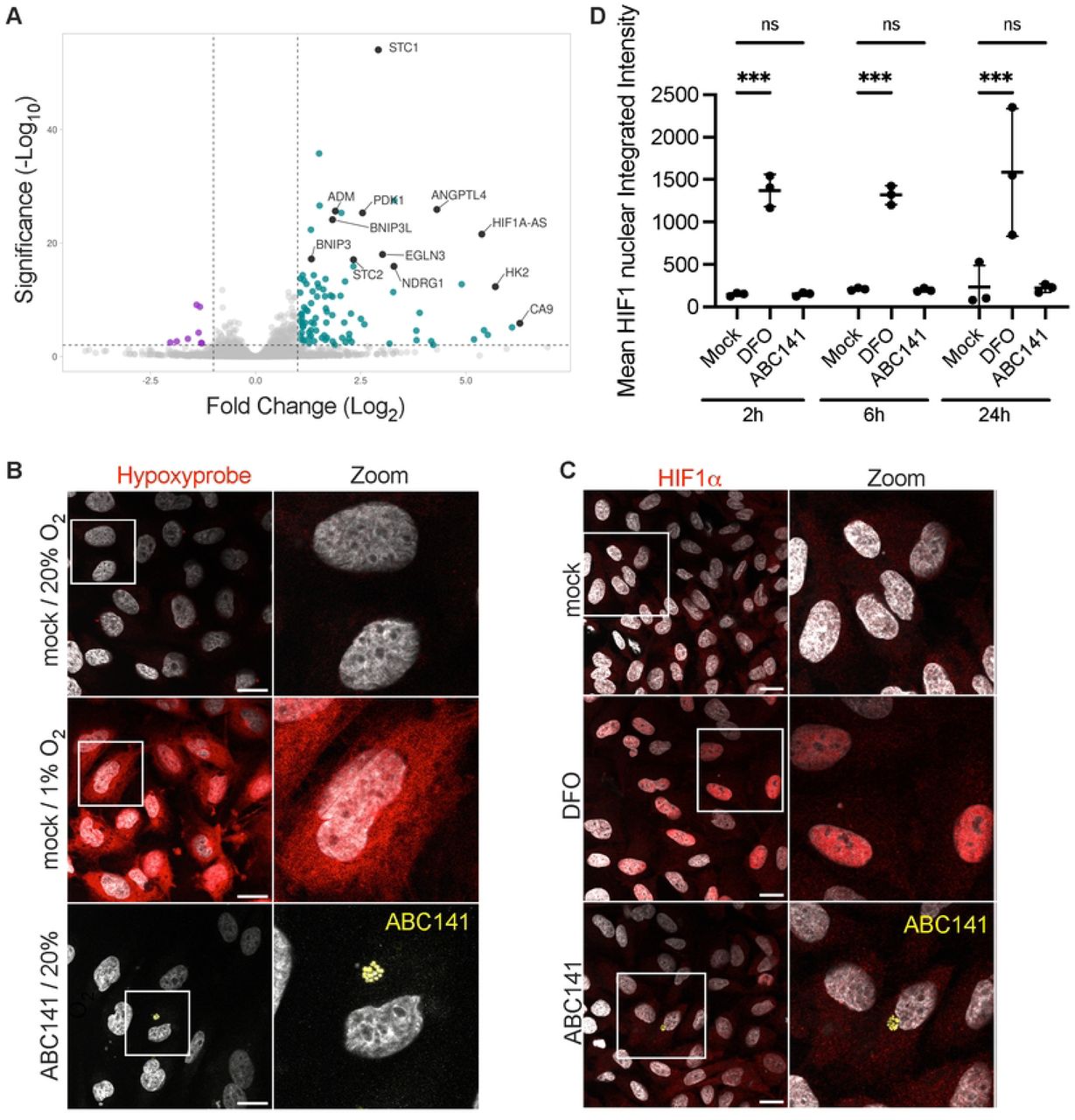 ABC141 infection induces a hypoxia response, without marked loss of oxygen nor HIF1α activation.(A) Volcano plot showing differential host gene expression of sorted cells infected with A. baumannii ABC141 for 24h versus mock-infected cells (also sorted). The x-axis represents the log2 fold change, and the y-axis represents the −log10 adjusted p-value. Human genes with log2 fold changes ≤ −1 and adjusted p-value < 0.01 are considered downregulated (purple), while genes with log2 fold change ≥ 1 and adjusted p-value < 0.01 are considered upregulated (cyan). (B) Representative images of mock-infected cells in normoxia and hypoxia in comparison to ABC141-infected cells (yellow) in normoxia. All cells were labeled with Hypoxyprobe (red) to detect hypoxia. (C) Confocal images of HIF1α labeling (red) of mock-infected or ABC141-infected (yellow) cells for 24 h. As positive control, cells were treated with with Deferoxamine (DFO). Dapi labels nuclei (grey). All scale bars are 20μm (D) Quantification of the nuclear integrated intensity of HIF1 in mock-infected cells (mock), DFO-treated and ABC141 infected cells at 2, 6 and 24h post-inoculation. Data are means ± SD, N = 3.