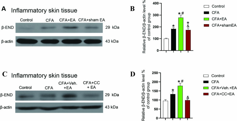The effect of AMPK inhibitor Compound C reversed the effect of EA on promoting β-END expression in inflamed skin tissue. A Gel representation of β-END expression levels in skin tissue in Control, CFA, CFA + EA and CFA + sham EA group. B A statistical histogram of β-END expression levels in skin tissue. The data is shown as mean ± SEM (n = 4). C Gel representation of β-END expression levels in inflamed skin tissue of Control, CFA, CFA + Veh. + EA and CFA + CC + EA group. D A statistical histogram of β-END expression level in skin tissue. The data is shown as mean ± SEM (n = 4). One-way ANOVA was used for all analysis. *P < 0.05 compared with Control group; #P < 0.05 compared with CFA group; &P < 0.05 compared with the CFA + EA or CFA + Veh. + EA group