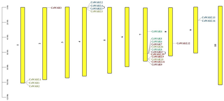 Chromosomal distribution of 23 WAK/WAKL genes in Cannabis sativa. Chromosome numbers are shown beside each chromosome. Colors of genes were obtained from the phylogenetic tree.