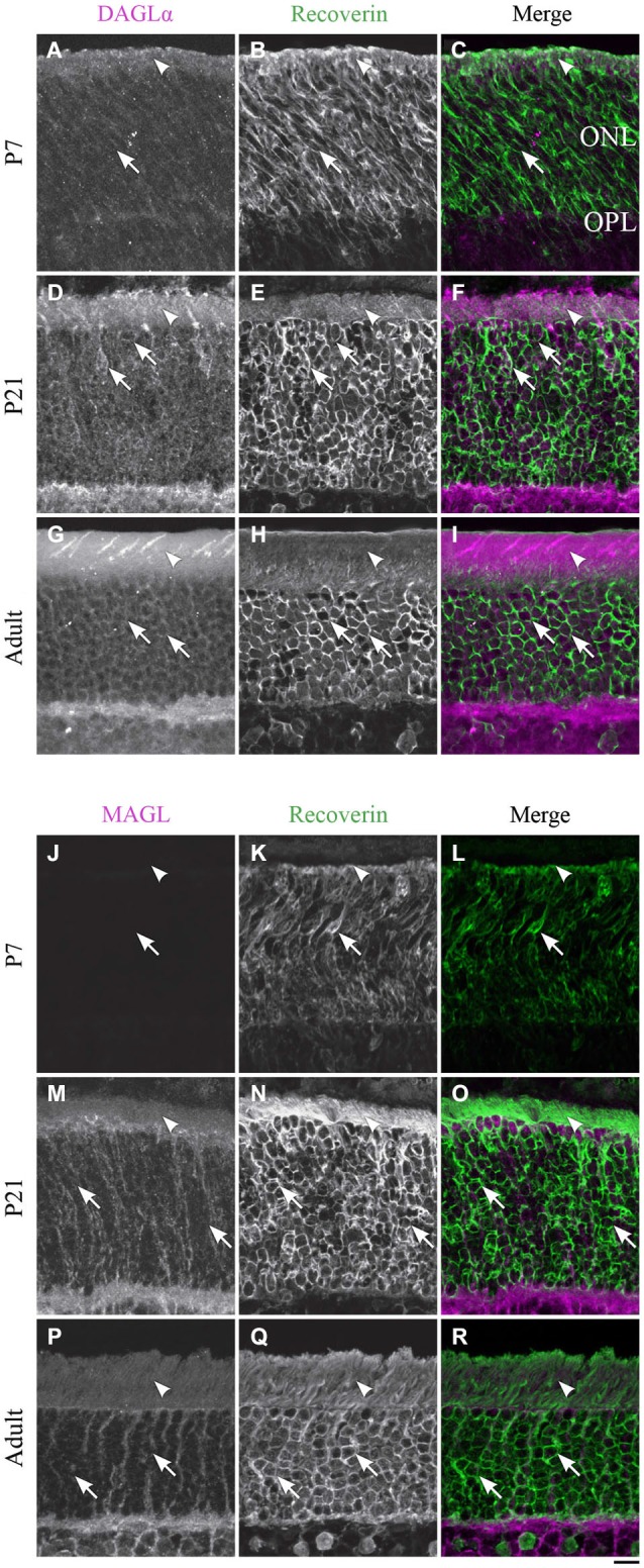 DAGLα and MAGL immunoreactivity in rod photoreceptors. (A–R) confocal micrographs of P7, P21 and adult rat retinas co-immunolabeled for DAGLα (A–I) or MAGL (J–R) and the cell-type marker for photoreceptors, recoverin. DAGLα is localized in the outer (arrowheads) and inner segments of the rods (arrows). MAGL is not detectable in any part of the rod photoreceptors. ONL, outer nuclear layer; OPL, outer plexiform layer. Scale bar = 10 µm.