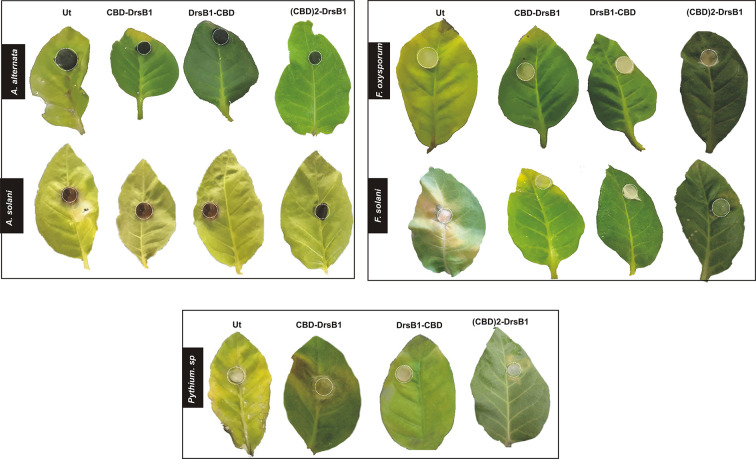 Detached leaves assay for the fungal disease incidence in different transgenic lines and control tobacco plants challenge with different fungi. Dotted circles indicate the inoculation points with a 1-cm2 agar block of the fungal culture, control and transgenic lines, 21 days post-incoulation with Alternaria, control and transgenic lines, control and transgenic lines, 11 days post-inoculation with Fusarium. 7 days post-inoculation with Pythium sp.