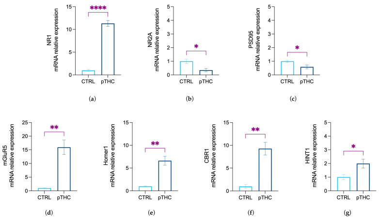 Prenatal THC exposure (2 mg/kg) alters the mRNA relative expression levels of the effectors of excitatory and ECS-driven downstream signalling in adolescent rats. Prenatal THC exposure (a) increased the expression levels of the NMDAR NR1 subunit and decreased (b) the levels of NR2A and (c) PSD95 in the hippocampus of the adolescent male rat offspring. (d) pTHC induced an increase in mGluR5, as well as (e) its scaffolding partner Homer1 isoform in the hippocampus of the adolescent progeny. Lastly, (f) CB1R and (g) HINT1 were increased by pTHC in the hippocampus of the adolescent male offspring. Data are shown as the mean ± SEM. * p < 0.05; ** p < 0.01; **** p < 0.0001; CTRL = male rat offspring prenatally exposed to Veh; pTHC = male rat offspring prenatally exposed to THC.