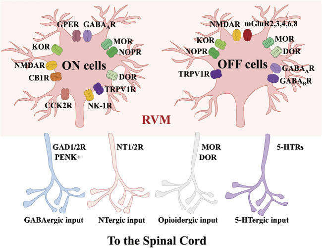 Molecular characteristics of RVM-spinal cord circuits modulating nociception. Via acting on GAD, 5-HTRs, NT and opioid receptors, the projections from RVM ON and OFF cells to the spinal cord contain GABAergic, NTergic, opioidergic and 5-HTergic inputs.