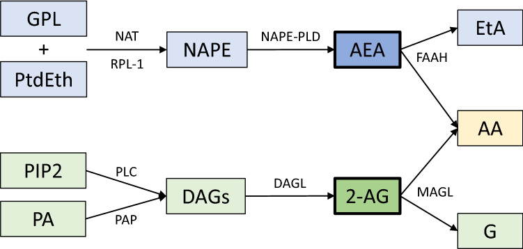 The main AEA and 2-AG synthesis and degradation pathways. Abbreviations: NAT: calcium-dependent membrane-associated trans-N-acyltransferase; RPL-1: calcium-independent NAT; GPL: glycerophospholipid; PtdEth: phosphatidylethanolamine; NAPE: N-arachidonoyl phosphatidylethanolamine; NAPE-PLD: NAPE-selective phospholipase D; AEA: anandamide; FAAH: fatty acid amide hydrolase; EtA: ethanolamine; AA: arachidonic acid; PIP2: phosphoinositol bis-phosphate; PLC: PIP2-selective phospholipase C; PA: phosphatidic acid; PAP: phosphatidic acid phosphohydrolase; DAGs: diacylglycerols; DAGL: sn-1 selective-DAG lipases; 2-AG: 2-arachidonylglycerol; MAGL: monoglycerol lipase; G: glycerol